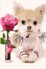 Cuki Kutya Rózsával - akciós számozott kifestő készlet