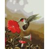 Kolibri - számozott kifestő