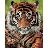 Gyönyörű tigris - számozott kifestő