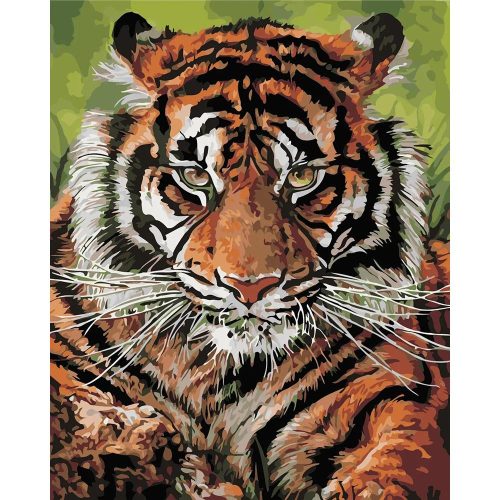 Gyönyörű tigris - számozott kifestő