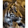 Tigris - számozott kifestő