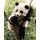 Panda szieszta - számozott kifestő