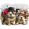 Mr és Mrs Bulldog - számozott kifestő