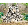 Szibériai tigris család - számozott kifestő