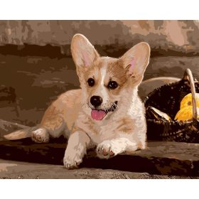 Welsh Corgi kutya - számozott kifestő