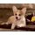 Welsh Corgi kutya - számozott kifestő
