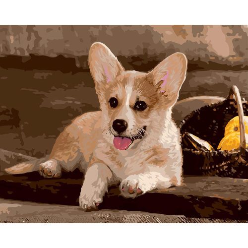Welsh Corgi kutya - számozott kifestő