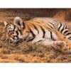 Alvó tigris - számozott kifestő
