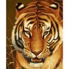 Tigris tekintet - számozott kifestő