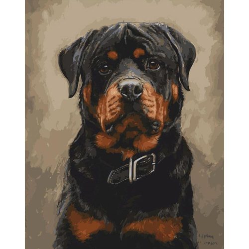 Rottweiler - számozott kifestő