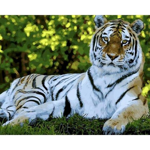 Fekvő tigris - számozott kifestő